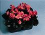 Seminte profesionale Begonia semperflorens - Ghetisoara - imagine 48965